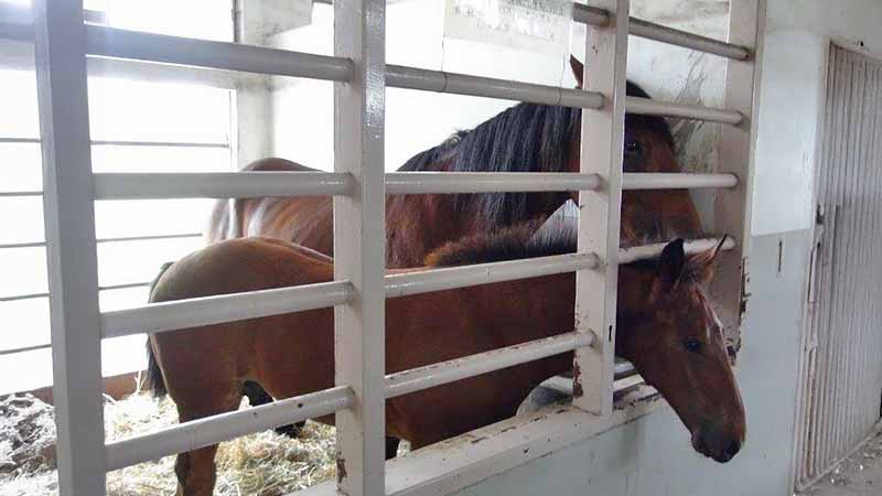 外山牧場と岩手の歴史　現在の高根沢御料牧場と昭和の下総御料牧場