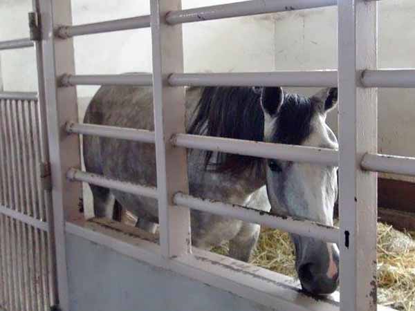 外山牧場と岩手の歴史　高根沢御料牧場