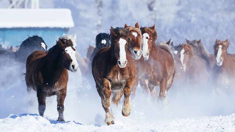 外山牧場の歴史　外山御料牧場と馬政局（明治）
