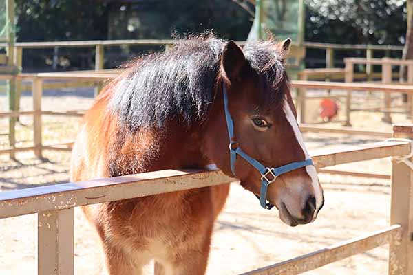 外山牧場と岩手の歴史 お雇い外国人