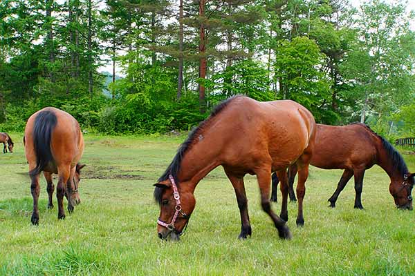 外山牧場と岩手の歴史 お雇い外国人