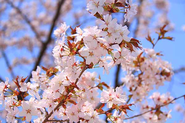 外山牧場と岩手の歴史