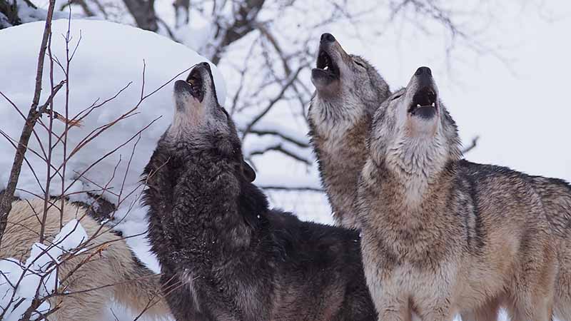外山牧場の歴史 第1次開拓期