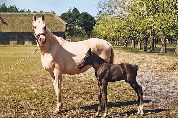 外山牧場と岩手の歴史　下総御料牧場