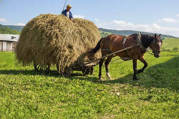 外山牧場と岩手の歴史 外山御料牧場