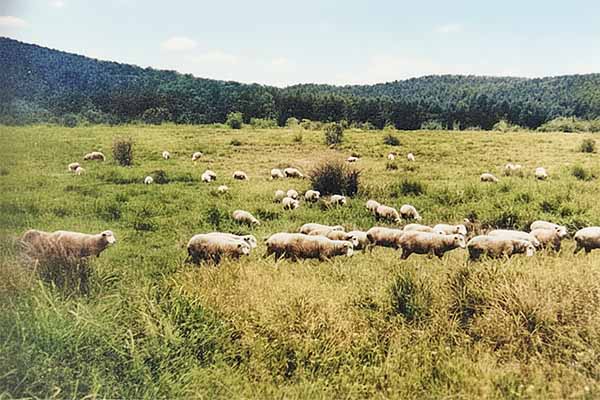 外山牧場と岩手の歴史 外山御料牧場