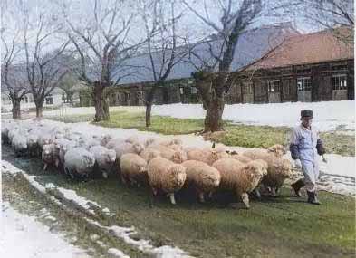 外山牧場と岩手の歴史 岩手県種畜場
