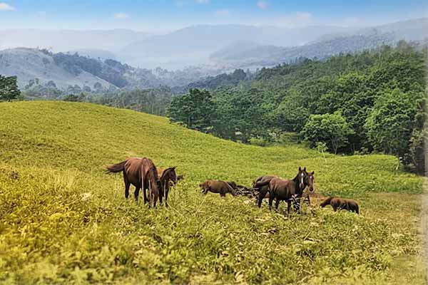 外山牧場と岩手の歴史