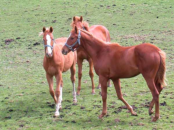 外山牧場と岩手の歴史　新冠御料牧場