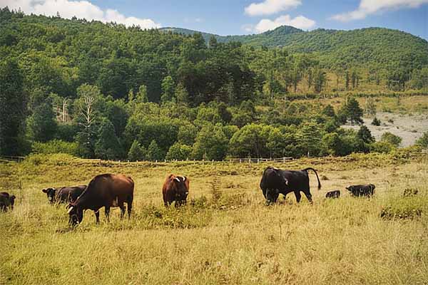 外山牧場と岩手の歴史 外山御料牧場
