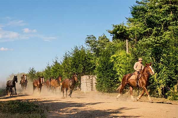 育成場の誘導(厨川育成所正門)
