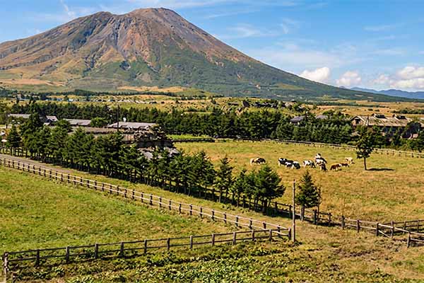 乳牛の放運動(現岩手牧場・前方岩手山)