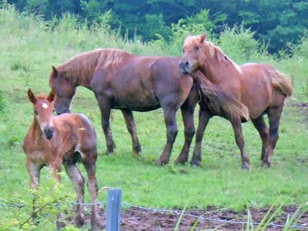 紀行座談会（外山牧場探訪）