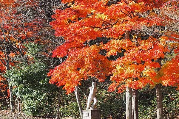 外山神社周辺の紅葉