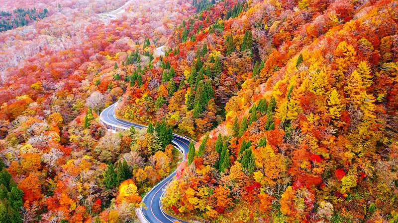 外山の秋（紅葉の絨毯）2025