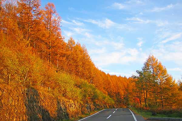 外山の秋(紅葉の絨毯)2025