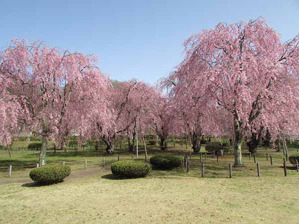 米内浄水場の枝垂れ桜