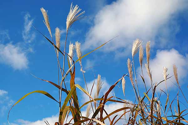 天峰山の秋(行き)