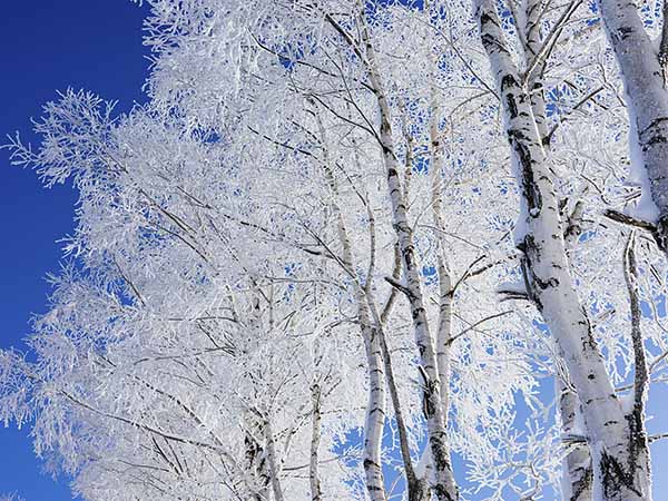 凍てつく樹木が美しい