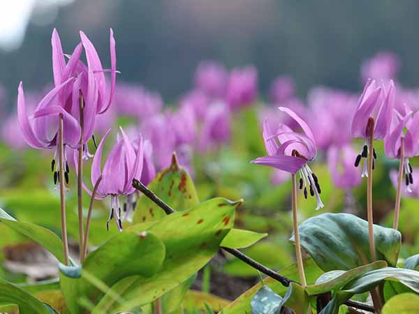 5月、カタクリの群生が魅力