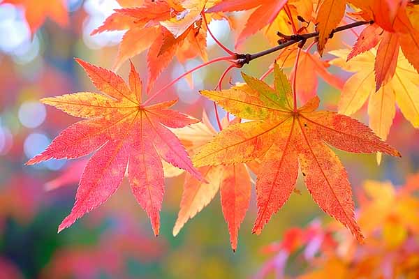 外山の秋(紅葉の絨毯)2025