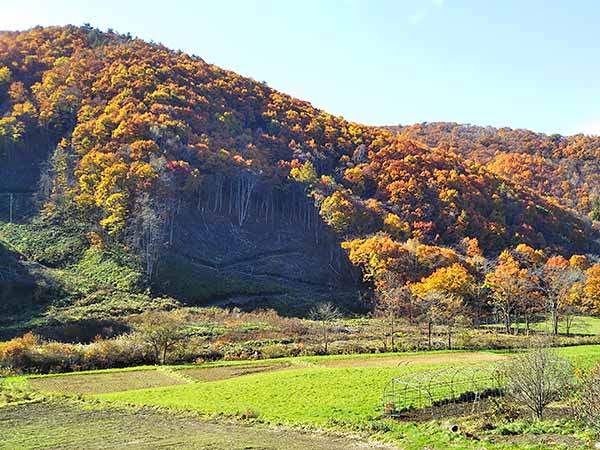 小本街道 末崎川一里塚 周辺の紅葉