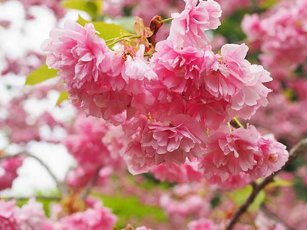近隣の桜は満開だった