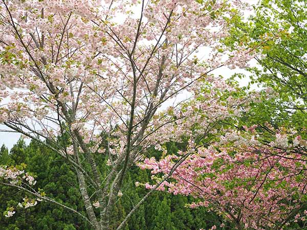 盛岡市にあって5月に桜が楽しめる貴重な公園
