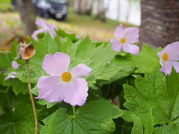 レストハウスに咲いていたシラネアオイ