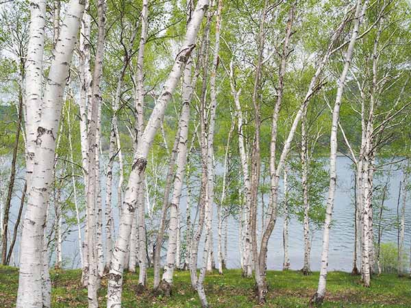 レストハウスの美し白樺林