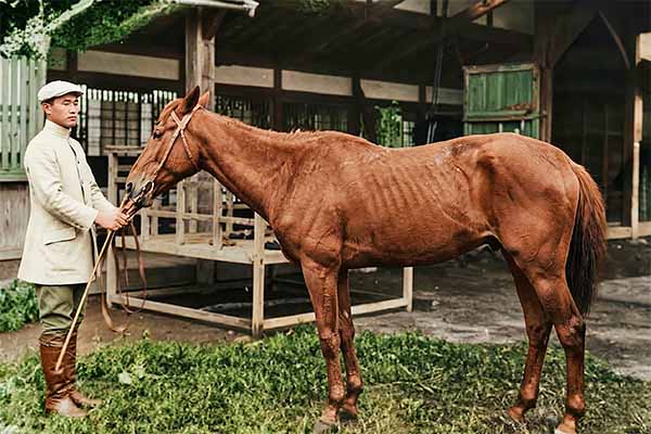 乃木将軍の愛馬・雷(いかづち)号