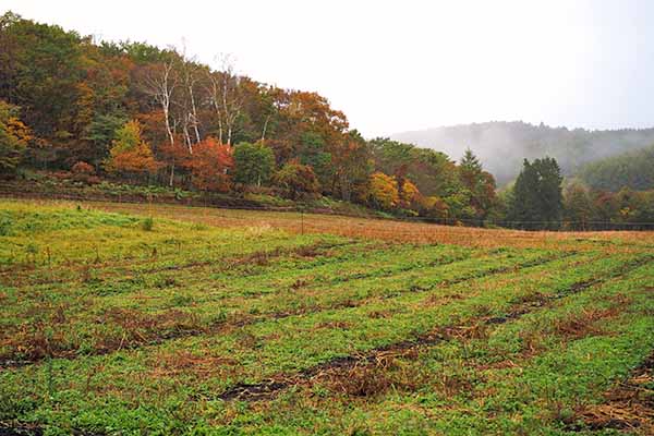 外山の秋(紅葉の絨毯)2025