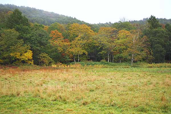 外山の秋(紅葉の絨毯)2025