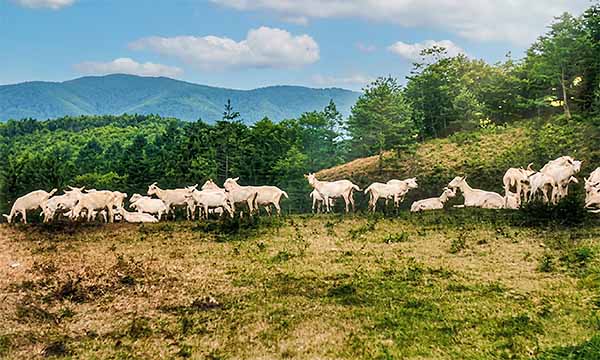 山羊の放牧(外山牧場)