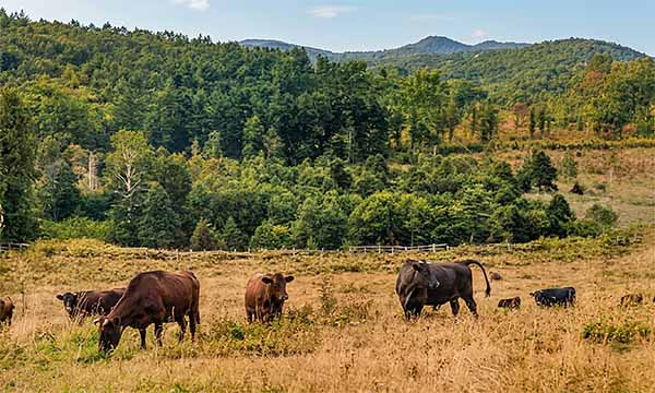 褐毛東北種の放牧(外山牧場)