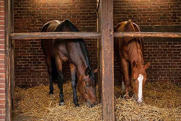 ご殉死後の厩（寿号と璞号）